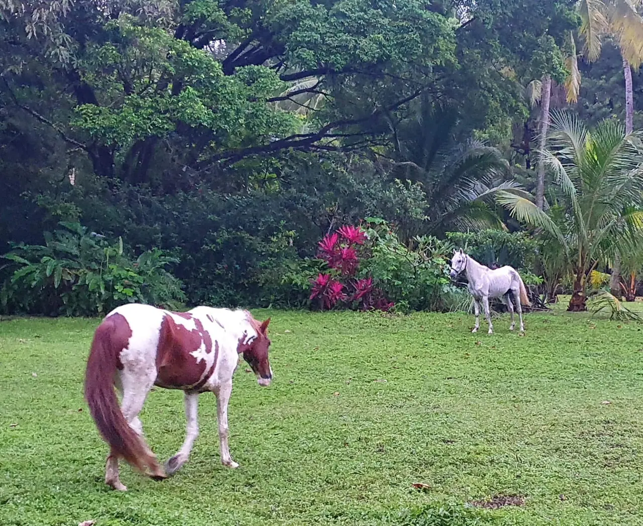 Wild horses in tropical garden
